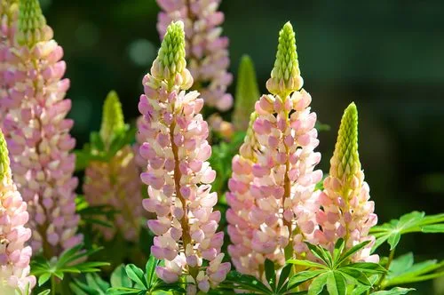 Espigas de lupino em flor, planta leguminosa usada na alimentação saudável e na produção de farinhas sem glúten