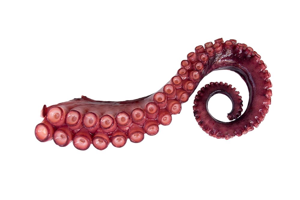Polvo fresco com tentáculos enrolados, fonte de proteína magra e iodo essencial para a tiroide e metabolismo