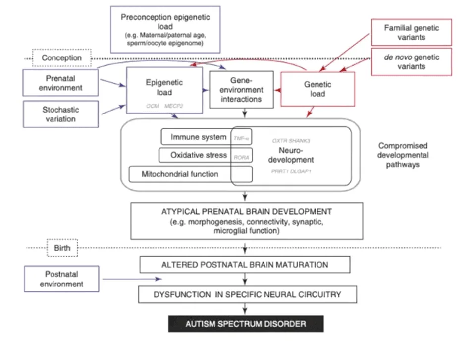 Fluxograma mostra como fatores genéticos, epigenéticos e ambientais afetam o desenvolvimento cerebral e levam